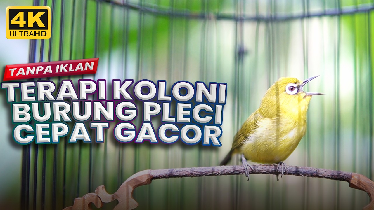 TERAPI PLECI MACET BUNYII TANPA IKLAN | TERAPI PLECI BAHAN LANGSUNG NGERIWIK KASAR BONGKAR ISIAN
