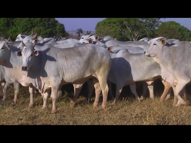 GERAL VACAS 02 mp4