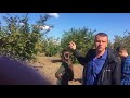 Фундук Трапезунд и Шедевр урожай с 300 деревьев 24 центнера