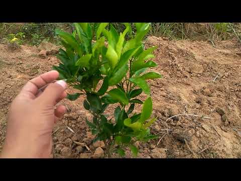 Video: Pohon jeruk keprok: perawatan di rumah