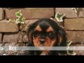 Cavalier King Charles Spaniel 01-2013 Cavalier King Charles Spaniel 01-2013