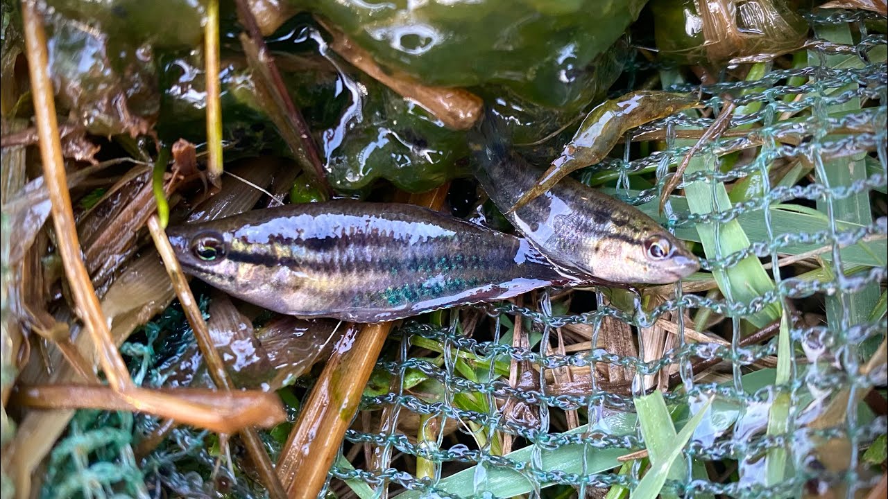 Amazing catch observe aquatic insects in rural frog, fish, and shrimp # ...