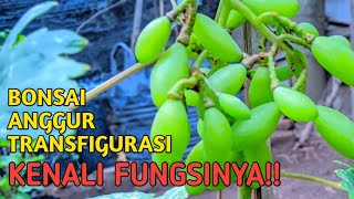 Bonsai Anggur Transfigurasi - Buah Bonus, Buah Anggur Sementara