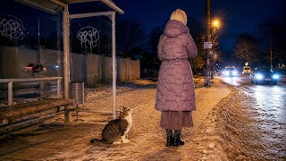 Cat Kept Begging Strangers at Bus Stop to Take Her Home… Until This Happened 