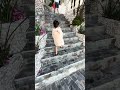 Bé 3 tuổi nè nheo đòi ba bế 🥺 | 3-Year-Old Wants Daddy | 撒娇宝宝 #3y8m - Rock Water Bay