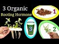3 MOST EFFECTIVE Homemade Rooting Hormones | UNBELIEVABLE results with proof