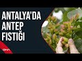 Antalya&#39;nın kurak ve atıl arazileri, Antep fıstığıyla hayata döndü