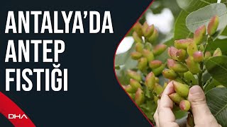 Antalya'nın kurak ve atıl arazileri, Antep fıstığıyla hayata döndü