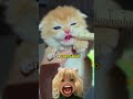 Send this to that tuffy blud that comes to mind! #kigurumi #doll #musician #kitten #quickly