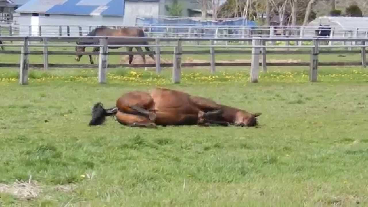 ナイスネイチャ ゴロンゴロン 15年5月13日 Youtube