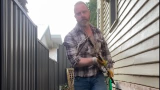 Garden renovation: cleaning up the other side of the house - an interlude from the vegetable garden