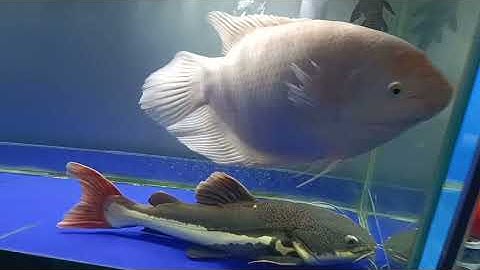 đam mê cá rồng.vs cá koi.