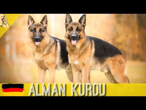 Alman Kurdu ( Çoban Köpeği ) K9 Köpek Cinsi #köpek #köpekler #kopek