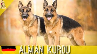 Alman Kurdu ( Çoban Köpeği ) K9 Köpek Cinsi #köpek #köpekler #kopek