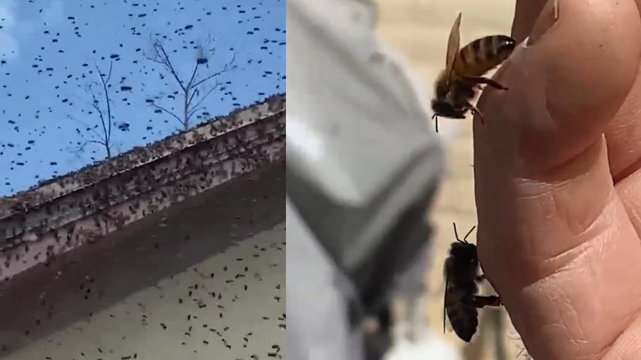 Bees caught on video swarming Salt Lake City house