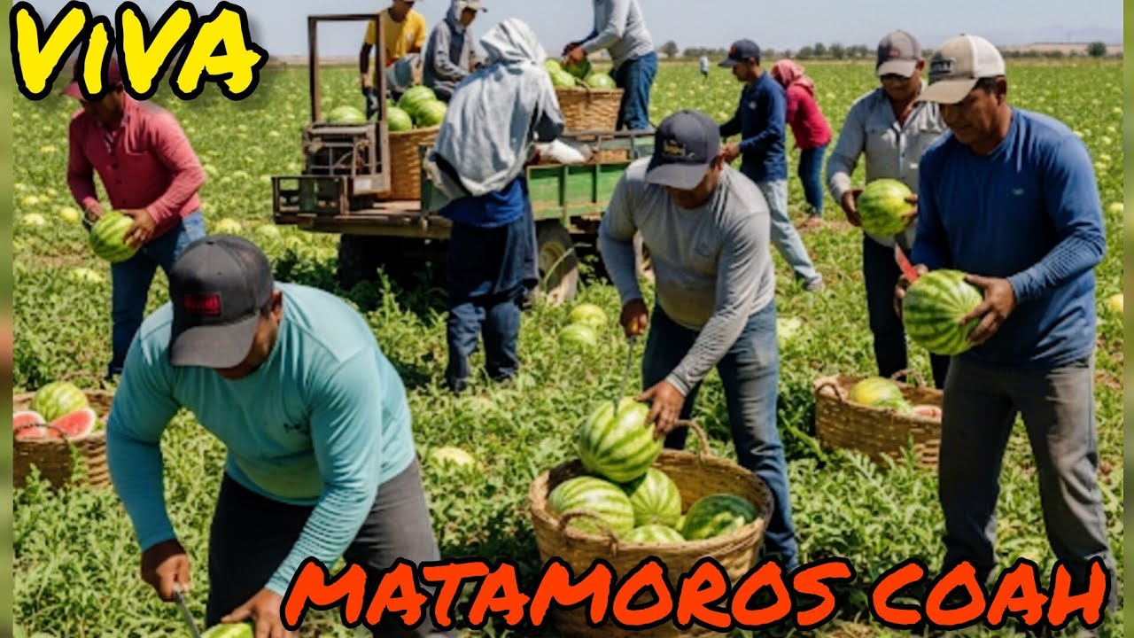 LA PIZCA MAS ALEGRE DE LA LAGUNA , SANDIA DE MATAMOROS COAHUILA , MEXICO