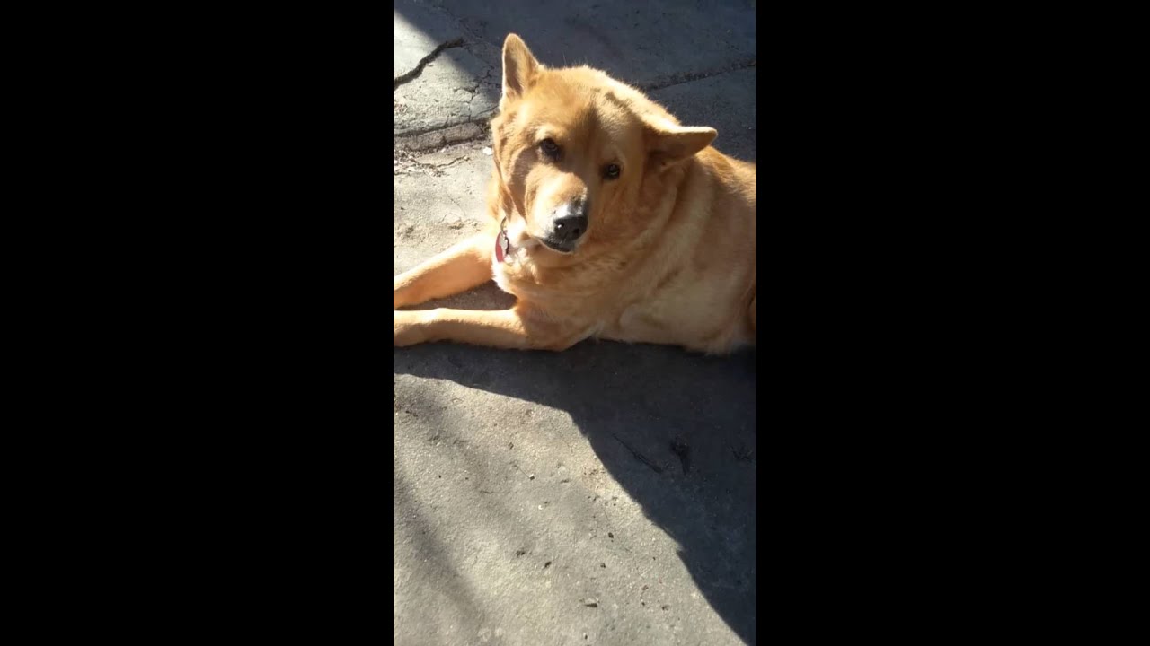 Addidog for spring. Urban backyard, black Addidog hooded sweatshirt.