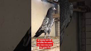 5000 টাকা পুরস্কার দেব ?❤️‍?shorts trending pigeon animals
