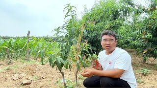 3主枝开心形桃树，整形修剪，快来了解一下吧