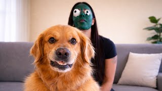 Golden Retriever Being Too Funny for No Reason 