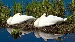 Sleeping swans