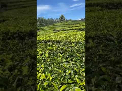 المعلق سعيد الزهراني متع ناظريك انها مزارع الشاي منطقة تشيويدي باندونق إندونيسيا