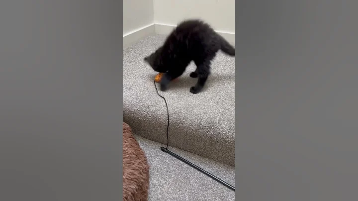 Video 477531: persiancat persians, cute black persian kitten