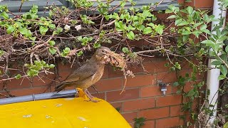 Female Blackbird Gathering Nesting Materials | Christchurch, New Zealand Sept 2022 | Turdus merula