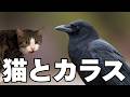 【対決？】猫vsカラスの戦いがエグい…