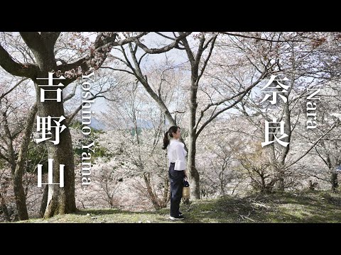 【奈良県 吉野】金峯山寺 /吉水神社 /桜