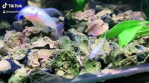 Cá Chuột Abino 16/11 | Cá Cảnh Nhật Toàn Gò Công 0977022281