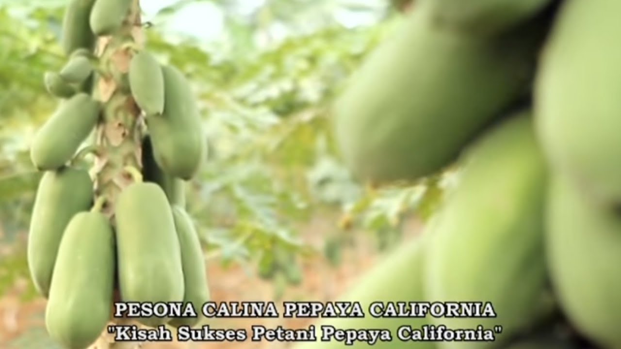 Kisah Sukses Budidaya Pepaya Calina 2015 