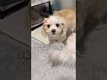 そあちんの足がマシュマロみたいと伝えたら。#犬 #潔癖症な犬 #言葉が分かる犬 #面白い犬 #人間みたいな犬 #マルプー