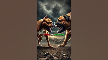 Pitbull Dominance We Tested Them Against Other Breeds Here