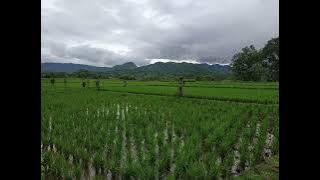 Download lagu Suling Sunda Merdu Sekali Diiringi Kecapi dan Burung Berkicau Sangat Menenangkan