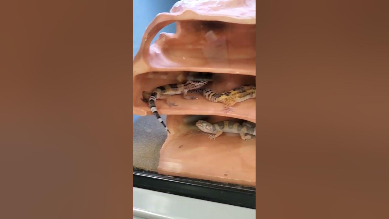 Lizards 🦎 🦎 🦎 - YouTube