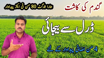 Wheat seed drill sowing and broadcasting methods comparison | Wheat cultivation | Abid Ali Agrarian