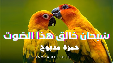 اواخر سورة يوسف y القارئ حمزة مدبوح يا الله ما احلى هذا الصوت تلاوة تهتز لها القلوب قرآن مع عصافير