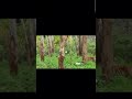 Kabini: Hunt & Save Nature 🌿