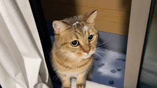 大雪の夜、家を飛び出してしまった猫が帰ってきました