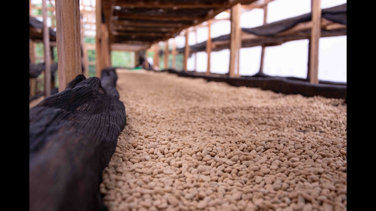 The Journey of Our Coffee Processing Specialty Coffee with The Coffee