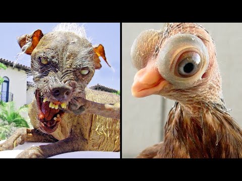 Страшные Звери, Которых Вывели Люди