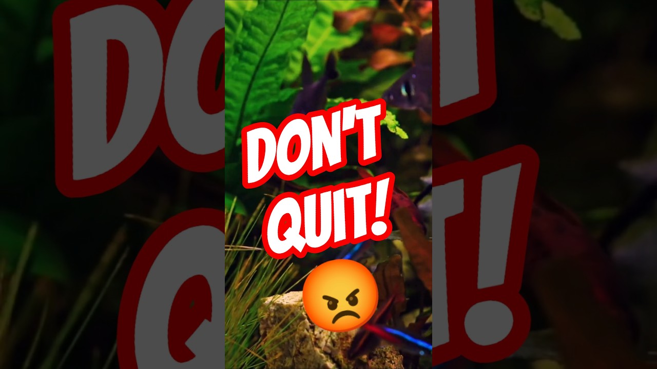 Водоросли побеждают, когда ты сдаёшься! 😱