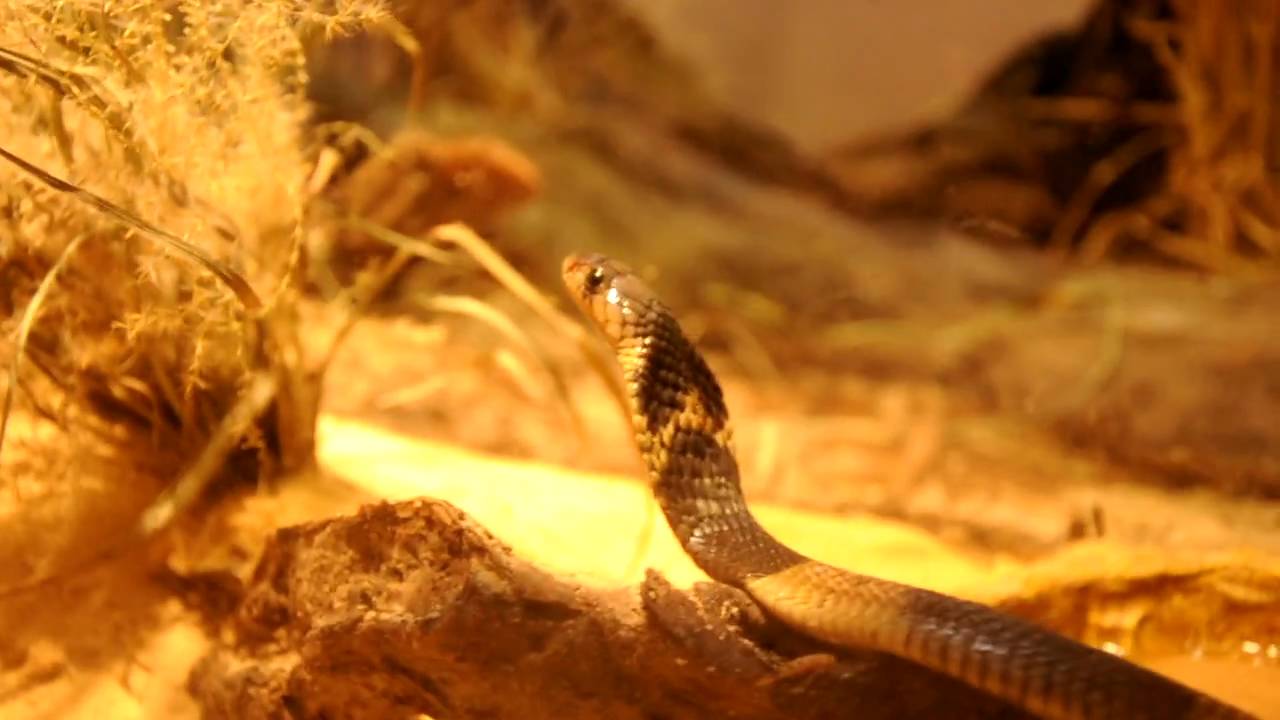 Mia,the famous Bronx Zoo Cobra YouTube