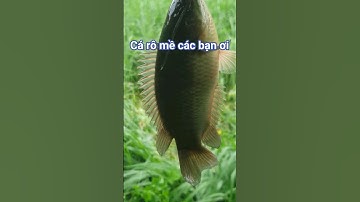 Câu cá rô đồng lỗ câu đầy cỏ @chuachactv