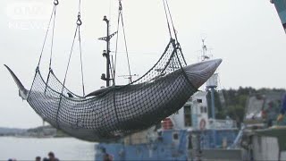 商業捕鯨再開の可能性も　日本IWC脱退の方針固める(18/12/20)