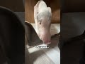 豚のトイレ事情 #豚 #ブタ #pig #piggy