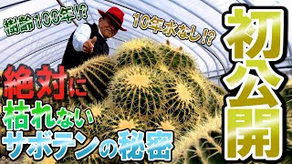 【二度と枯れない！】サボテン歴50年プロ農家が伝える、本物のサボテン知識！！サボテン管理の不安が一切無くなります！！