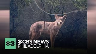 Rabid coyote shot, killed after attacking dog in Pennsylvania