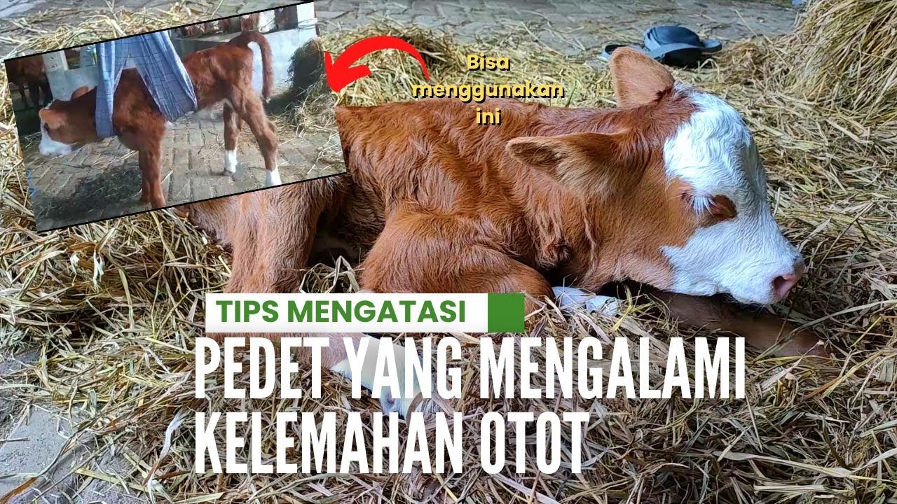 TIPS MENGATASI PEDET YANG MENGALAMI KELEMAHAN OTOT | Jalan-Jalan Ke Kandang